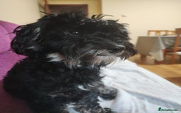 Miniature Dachshund dogs for adoption: Digby Dachshund Maltese Cross, aged 2 - Image 6