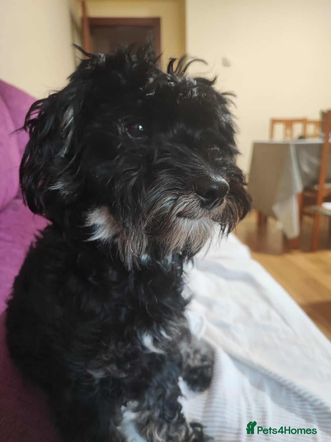 Miniature Dachshund dogs for adoption: Digby Dachshund Maltese Cross, aged 2 - Image 6