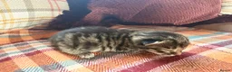Mixed Breed cats for sale: Beautiful British Shorthaired Cross Kittens - Advert 10