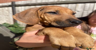Rhodesian Ridgeback dogs in Scunthorpe - Advert 12