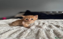 Domestic Shorthair cats for sale: 6 beautiful kittens - Image 23