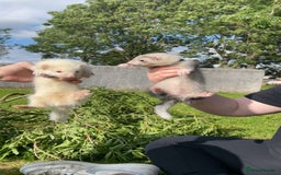 Ferret rodents for sale: Sparky, Male Ferret - Image 5