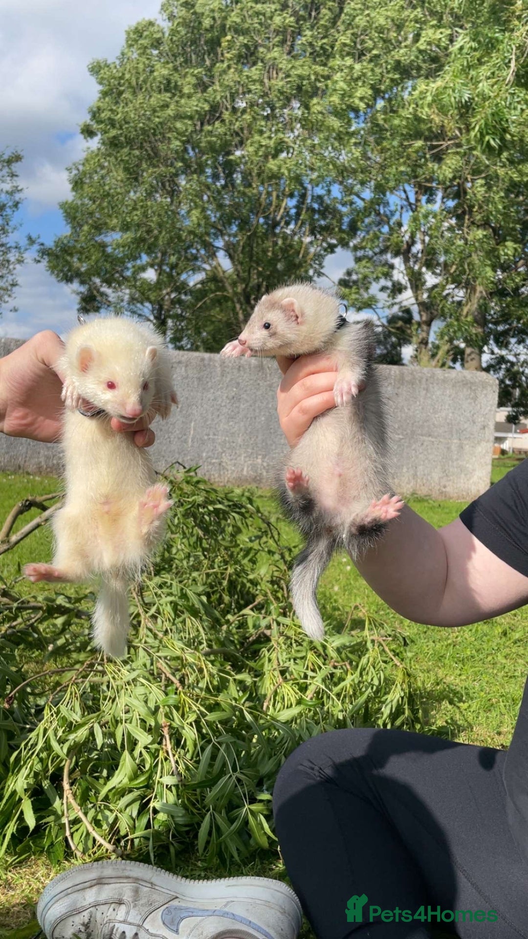Ferret rodents for sale: Sparky, Male Ferret - Image 5