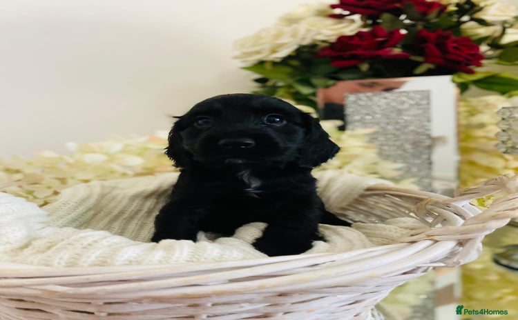 Cocker Spaniel dogs - Advert 1