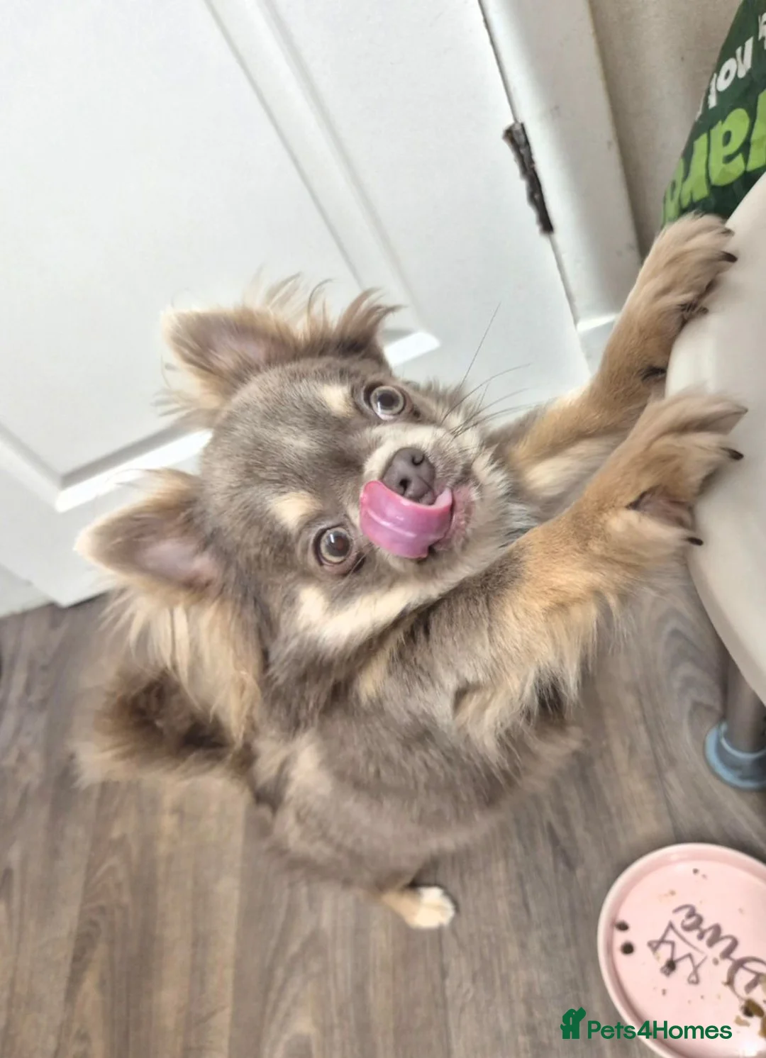 Chihuahua dogs for sale: Lilac female - Advert 2