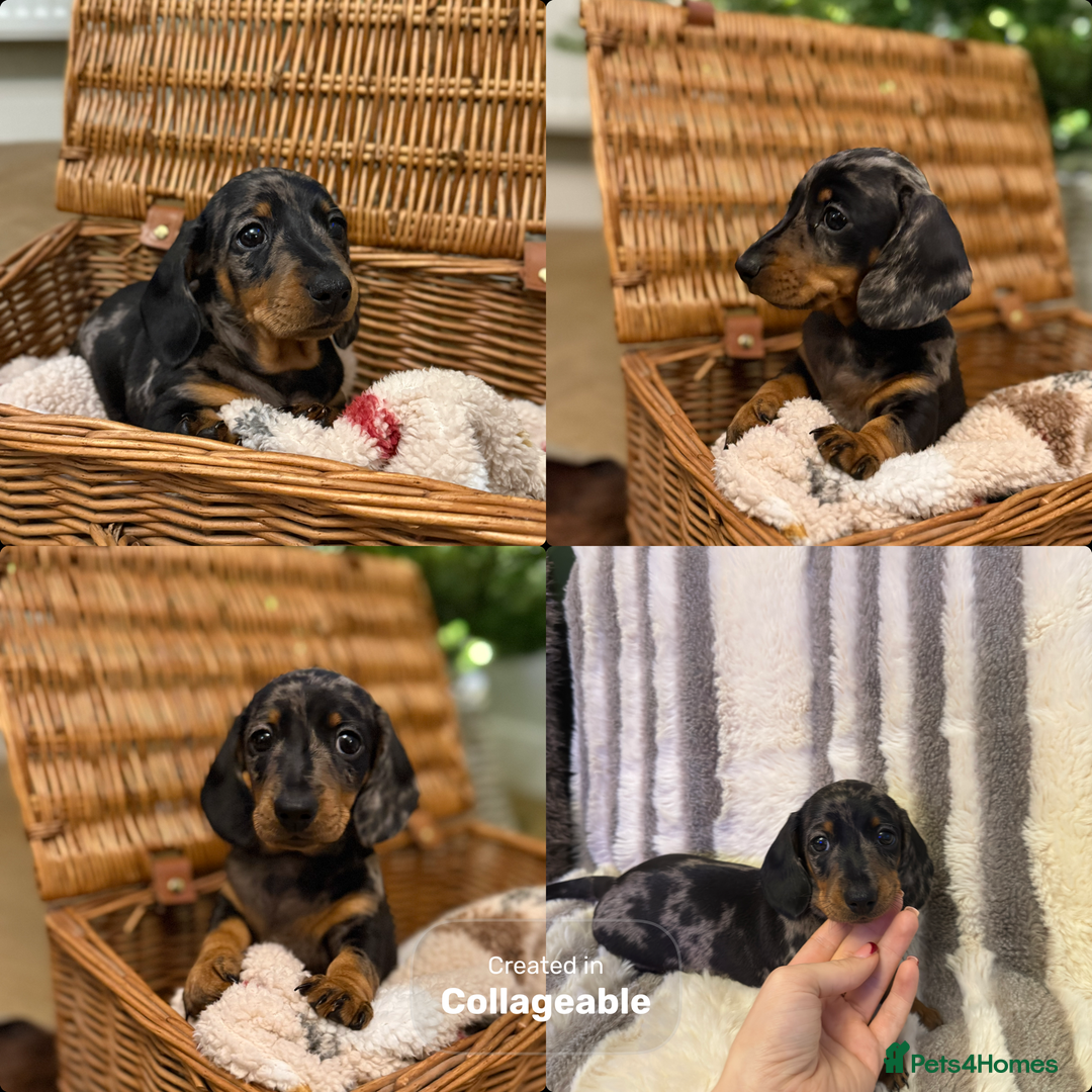 Miniature Dachshund dogs for sale: Kc reg smooth haired miniature dachshund - Advert 1