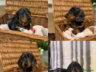 Miniature Dachshund dogs Kc reg smooth haired miniature dachshund - Advert 16