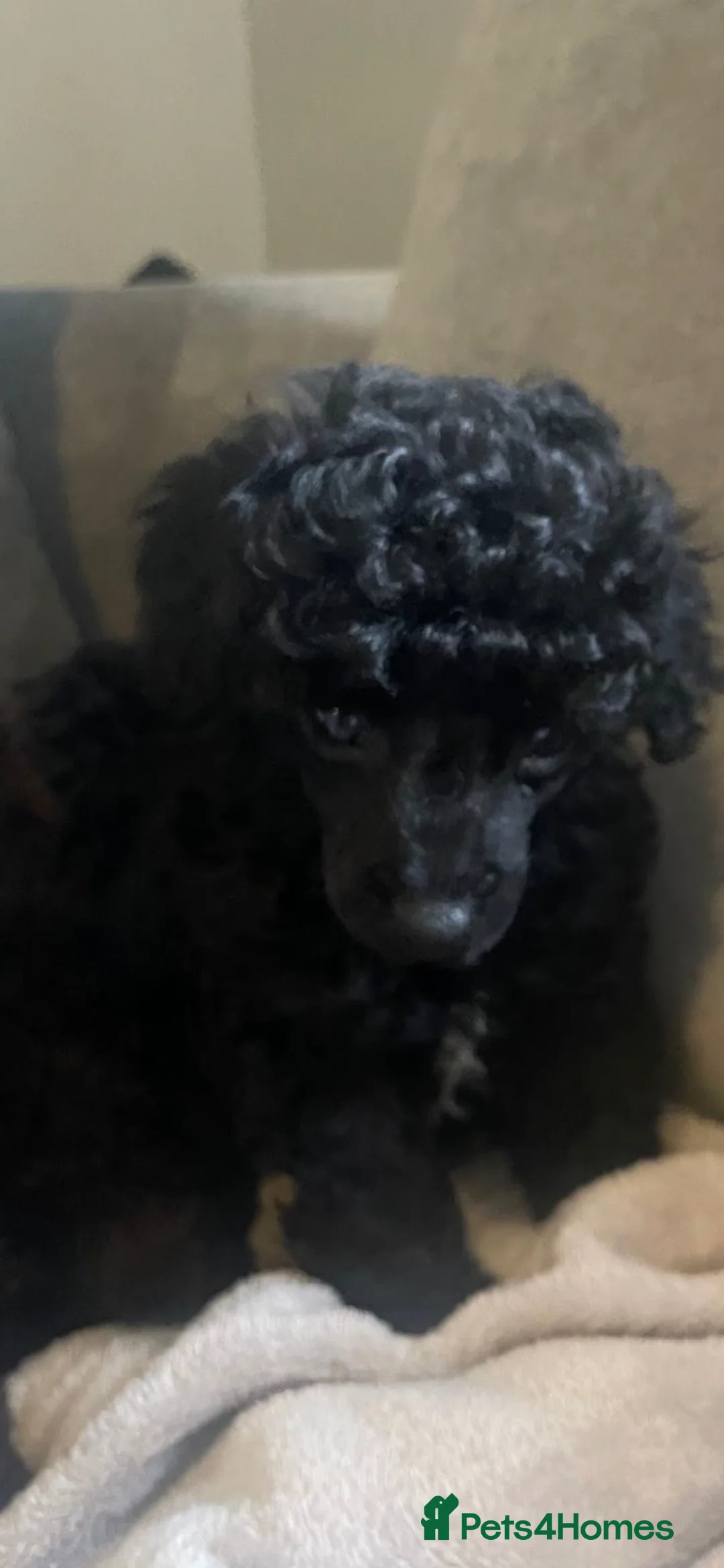 Toy Poodle dogs for sale: TOY POODLE PUPPIES🐶🐾 - Advert 7
