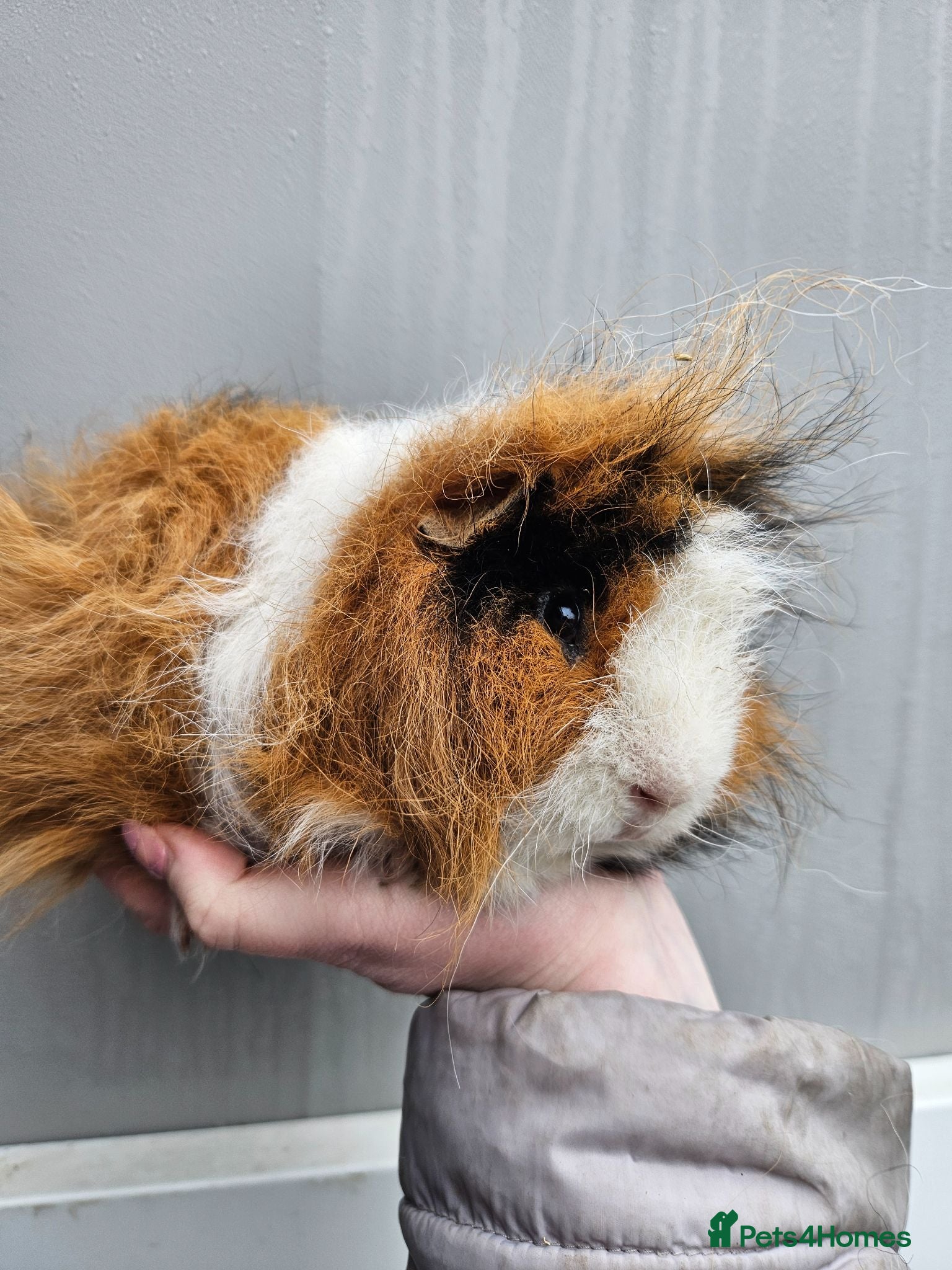 Guinea Pig rodents Tri swiss boar available for sale - Advert 13