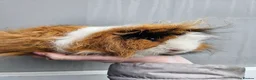 Guinea Pig rodents for sale: Tri swiss boar available for sale - Advert 1