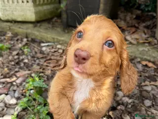 Dachshund dogs Long hair dachshunds - Advert 3