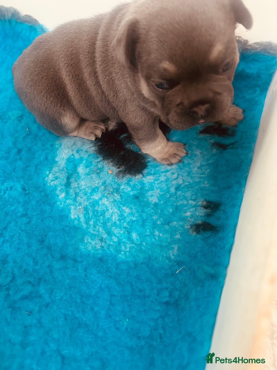 French Bulldog dogs for sale: Stunning French bulldog boy - Image 4