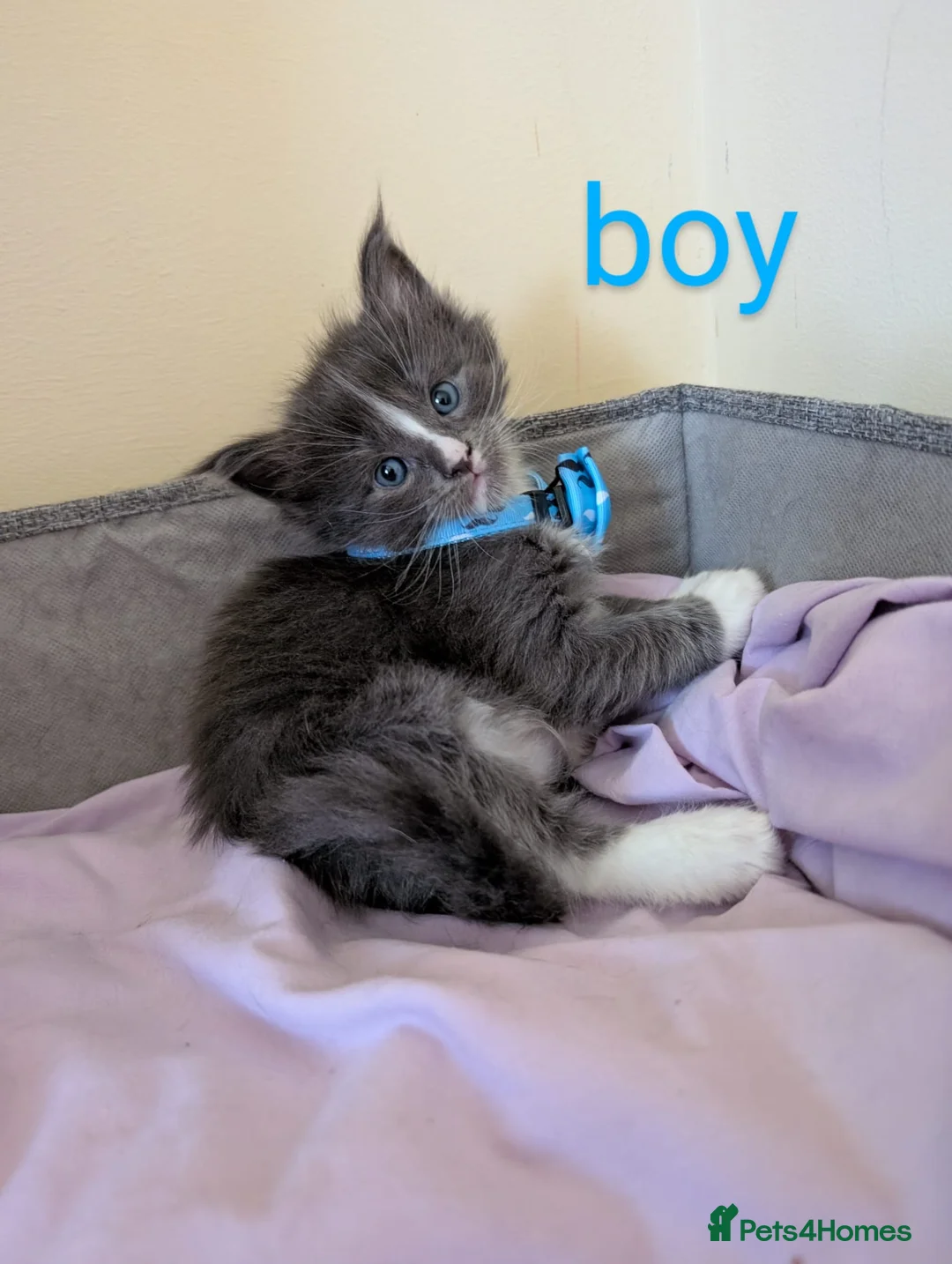 Maine Coon cats for sale: Gorgeous kittens for sale  - Advert 11