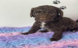 Cockapoo dogs for sale: F1b cockapoo ready to leave now last girl left - Image 38