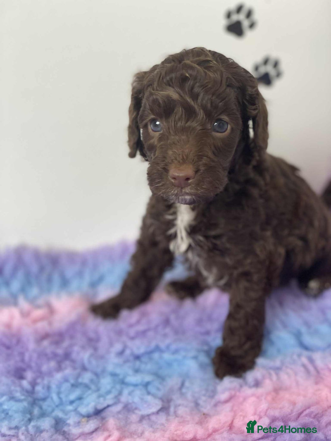 Cockapoo dogs for sale: F1b cockapoo ready to leave now last girl left - Image 38