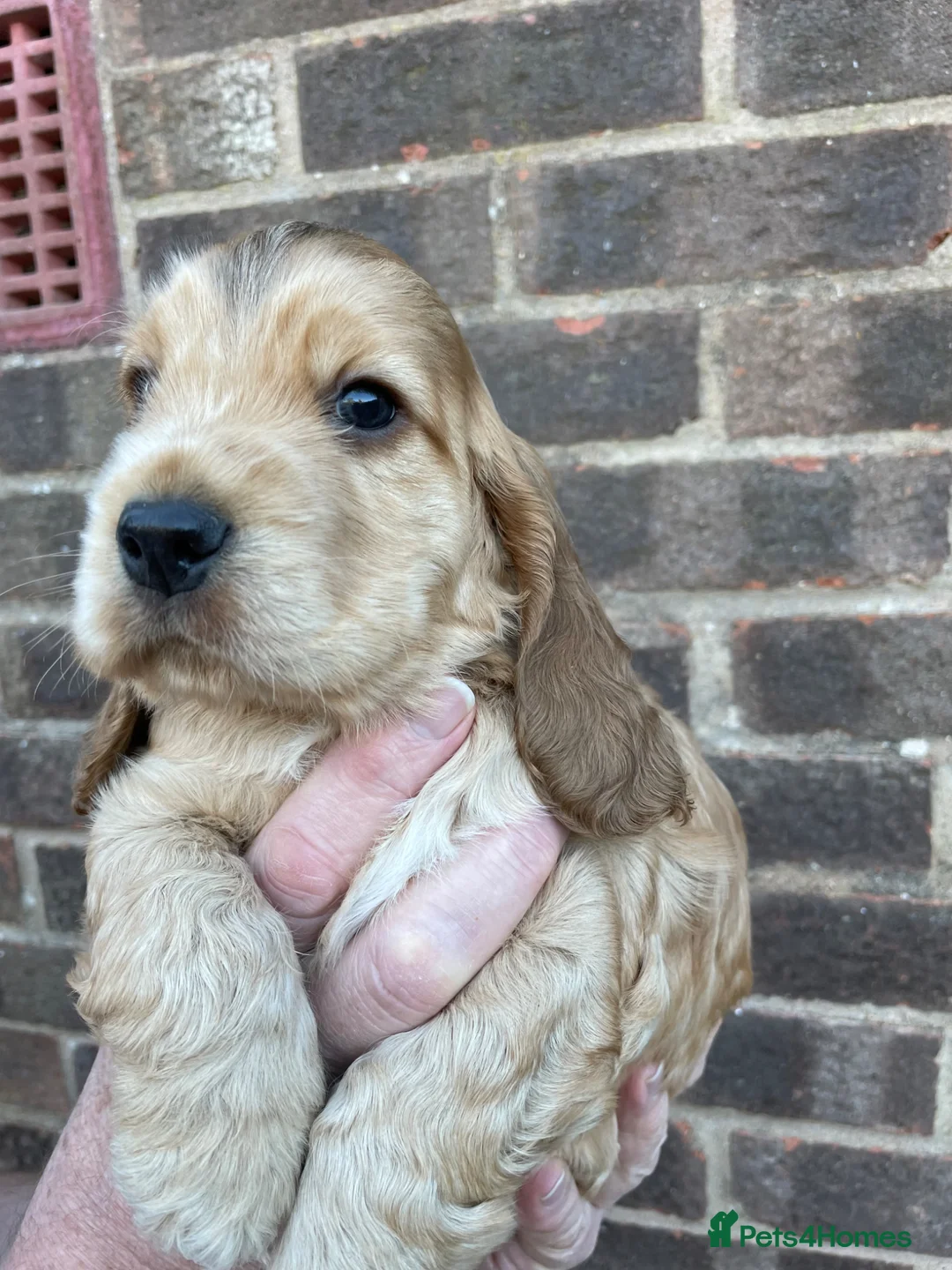 Cocker Spaniel dogs for sale: Beautiful Sable puppy  - Advert 2