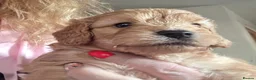 Cockapoo dogs for sale: Stunning F1 Cockapoo Puppies Beautiful Colours - Advert 27