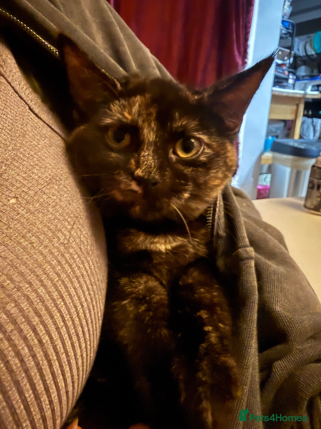 British Shorthair cats for sale: Gccf reg Cheeky British x Devon Rex kittens - Advert 5