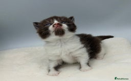 British Shorthair cats for sale: PEDIGREE REGISTERED CHUNKY BRITISH SHORTHAIRS  - Image 34