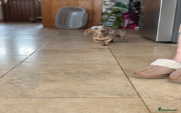 Miniature Dachshund dogs for sale: Miniature dachshund puppies  - Image 26
