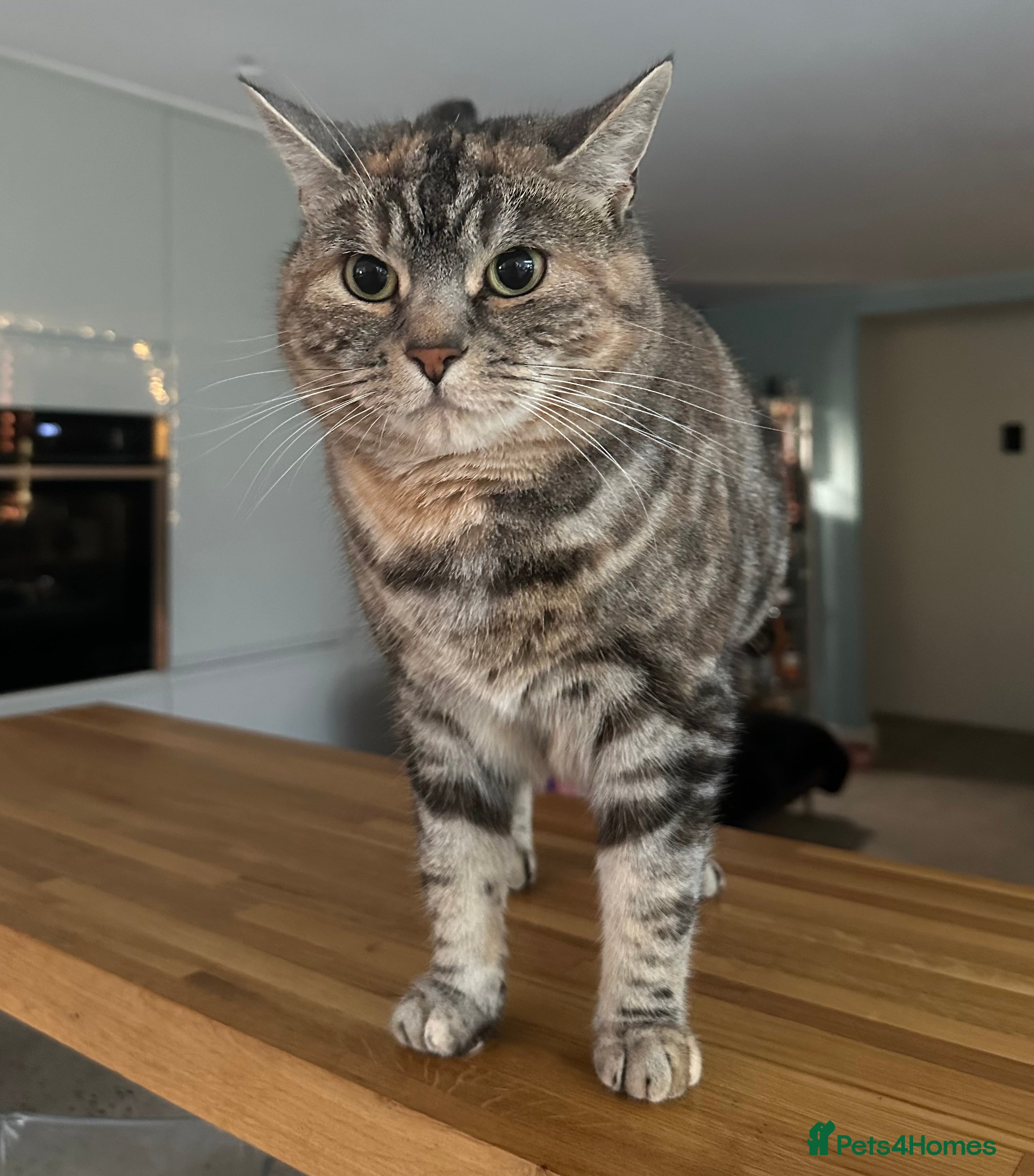 Mixed Breed cats Beautiful 6 year old Luna - Advert 12