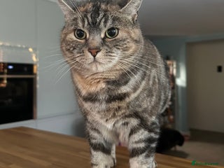 Mixed Breed cats Beautiful 6 year old Luna - Advert 1