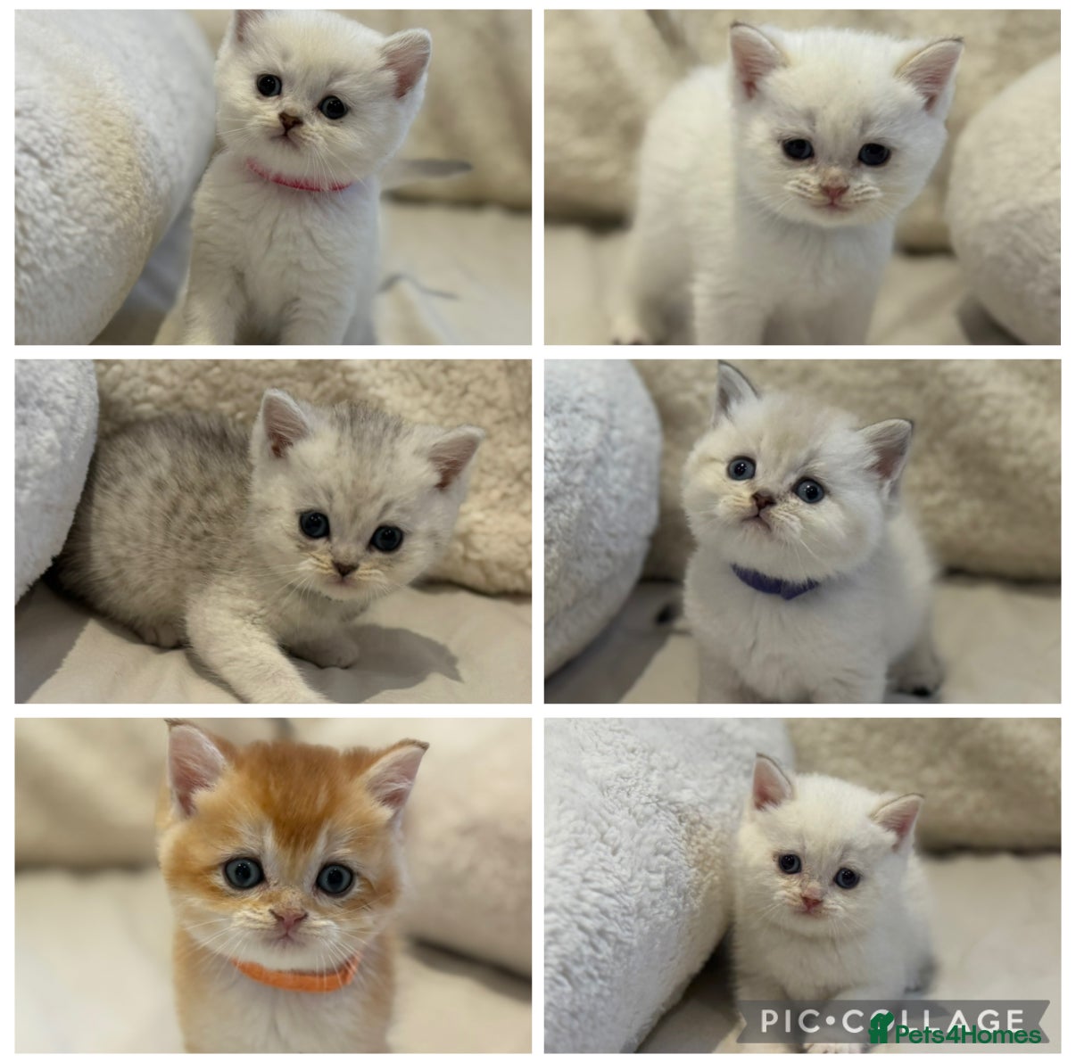 British Shorthair cats Gold and silver stunning kittens  - Advert 2