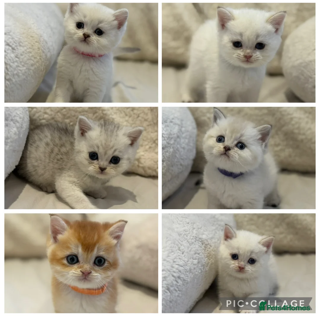 British Shorthair cats for sale: Gold and silver stunning kittens  - Advert 1