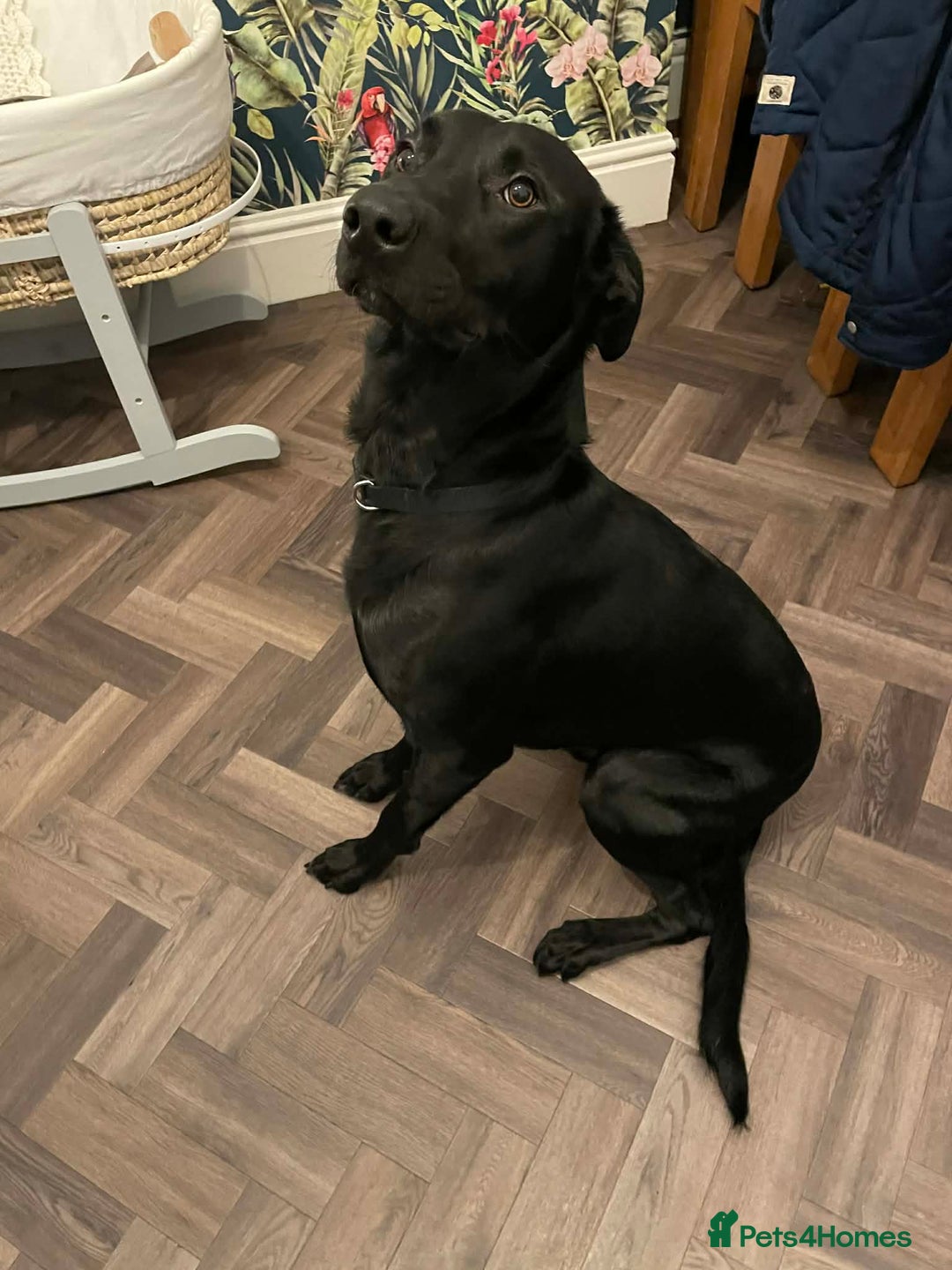 Borador dogs for sale: Labrador/collie 1.5 year old - Advert 3