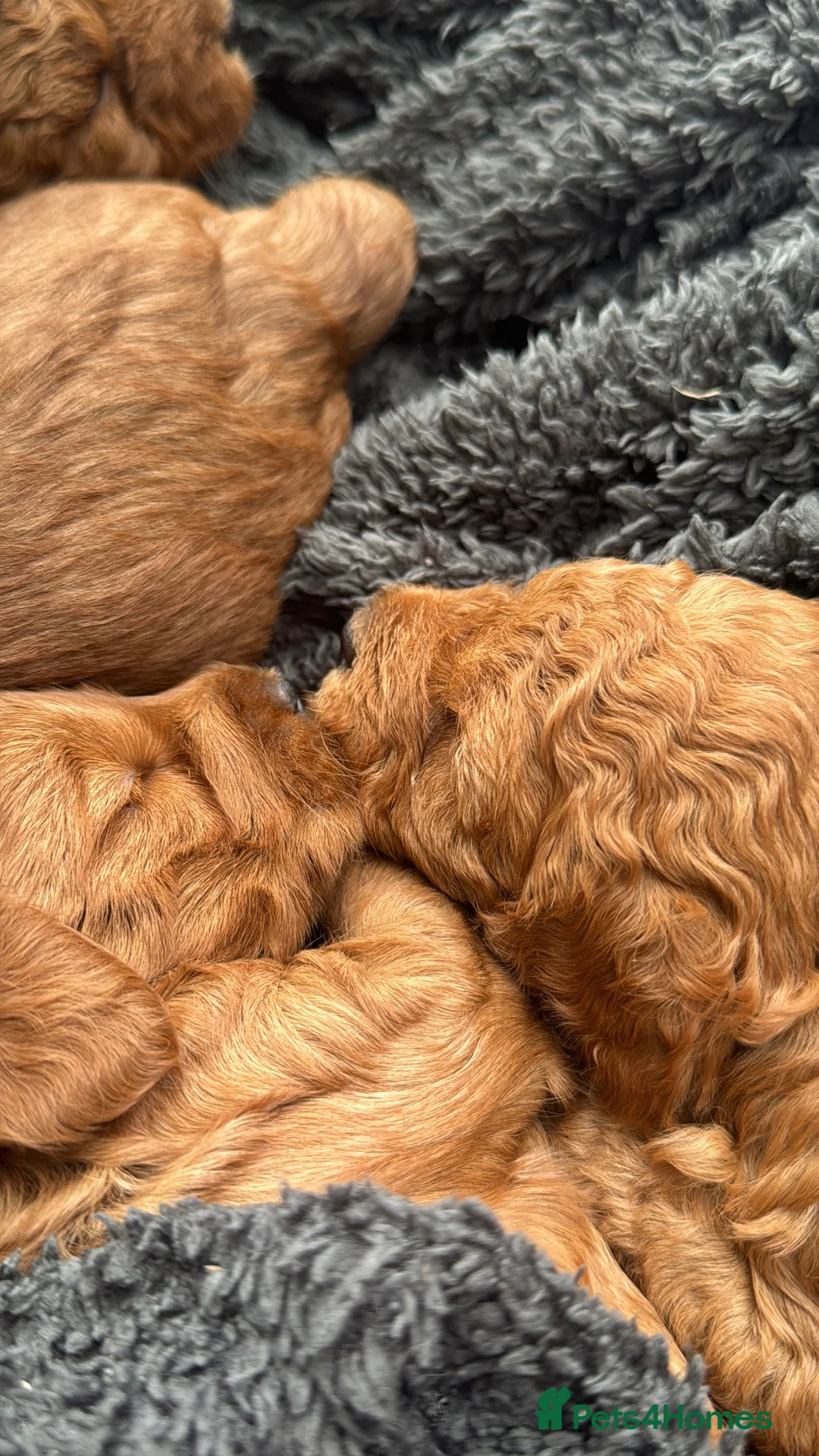 Cockapoo dogs for sale: Cockapoo Puppy  - Advert 23