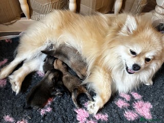 Pomeranian dogs GORGEOUS POMERANIAN PUPPIES!! - Advert 2