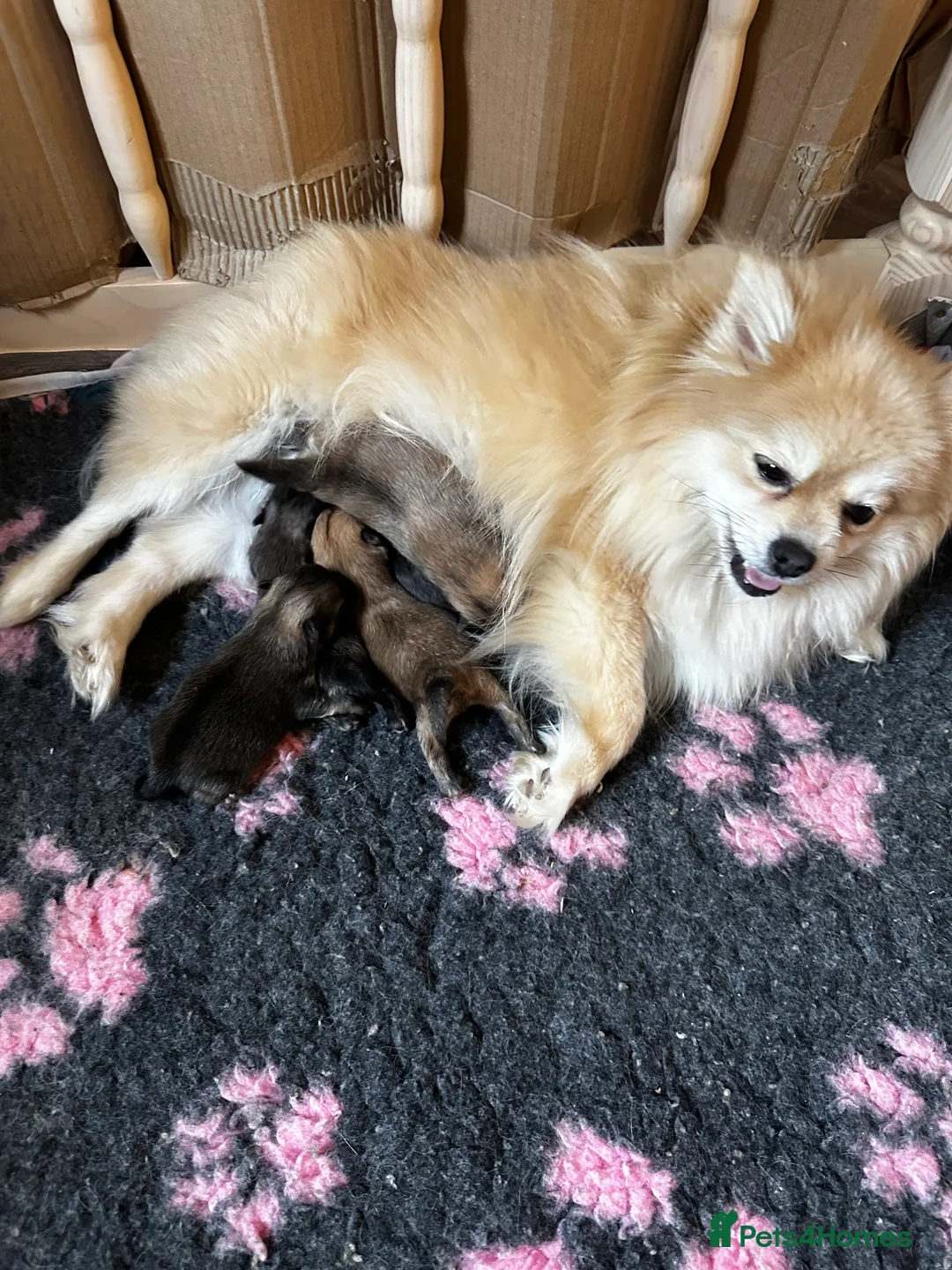 Pomeranian dogs for sale: GORGEOUS POMERANIAN PUPPIES!! 🐶🐶🐶 - Advert 26