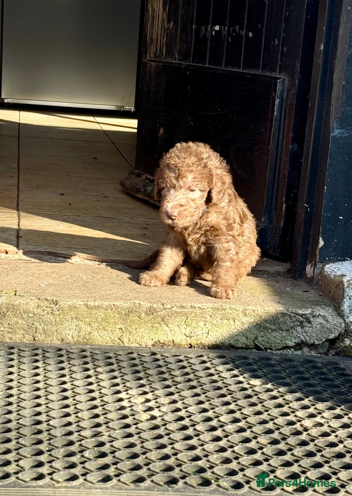 Bedlington Terrier dogs Liver Pedigree Bedlington Terrier Puppies - Advert 13
