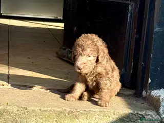 Bedlington Terrier dogs Liver Pedigree Bedlington Terrier Puppies - Advert 13