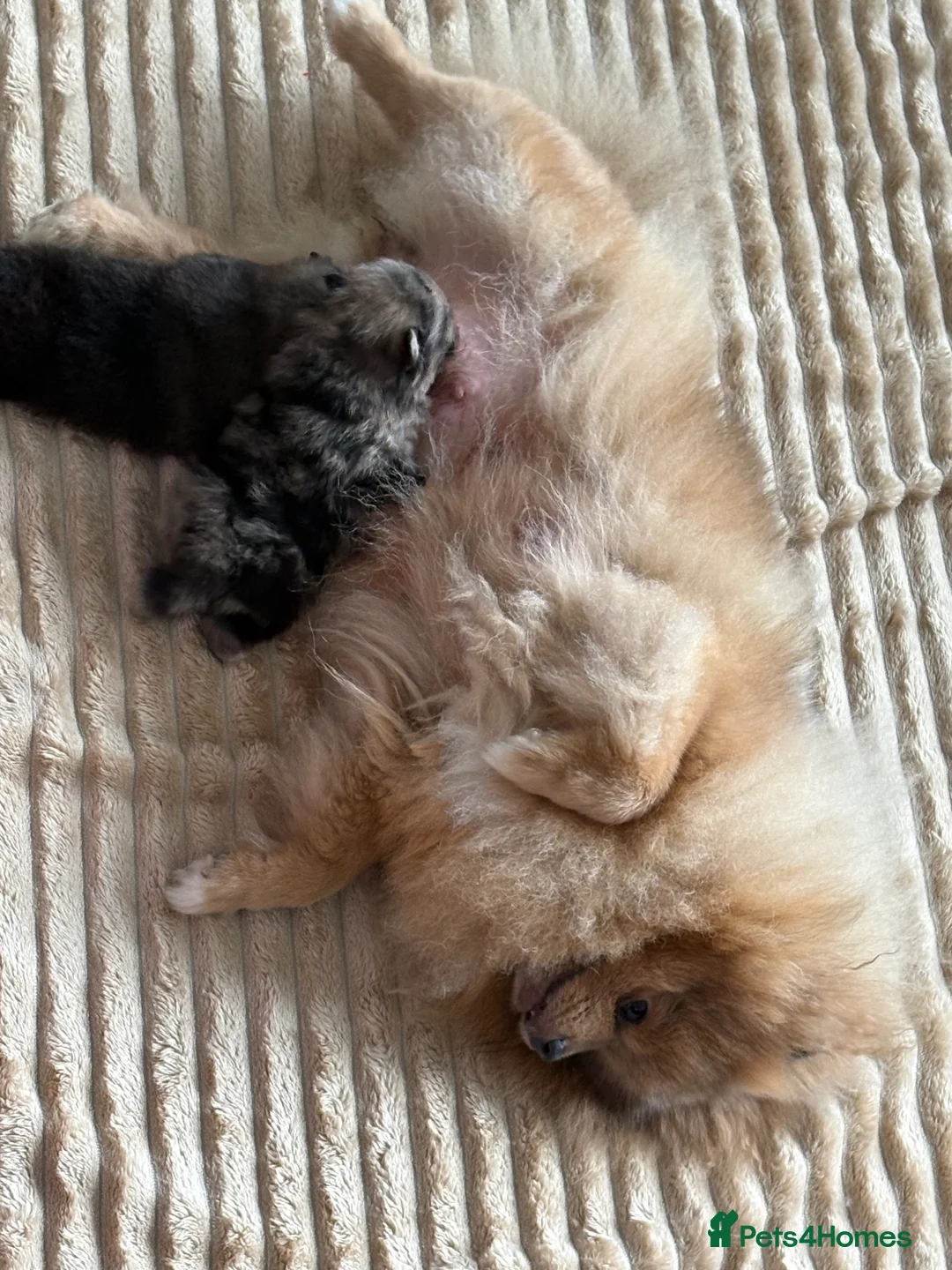 Pomeranian dogs for sale: Beautiful Pomeranian puppies  - Advert 7
