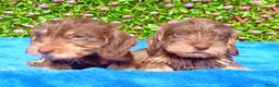 Miniature Dachshund dogs for sale: QUALITY MINI WIRES KC REG HEALTH TESTED PARENTS - Advert 5