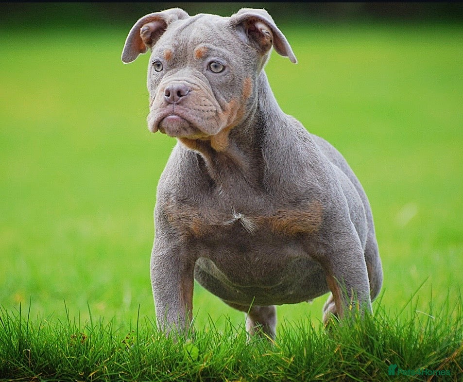 Olde English Bulldogge dogs 23 years Professionals 5⭐️Rated Licensed.  - Advert 2