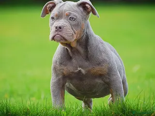 Olde English Bulldogge dogs 23 years Professionals 5⭐️Rated Licensed. - Advert 2