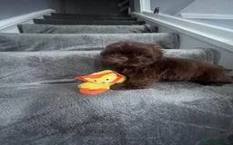 Shih Tzu dogs for sale: Imperial shih tzu pups  - Image 13