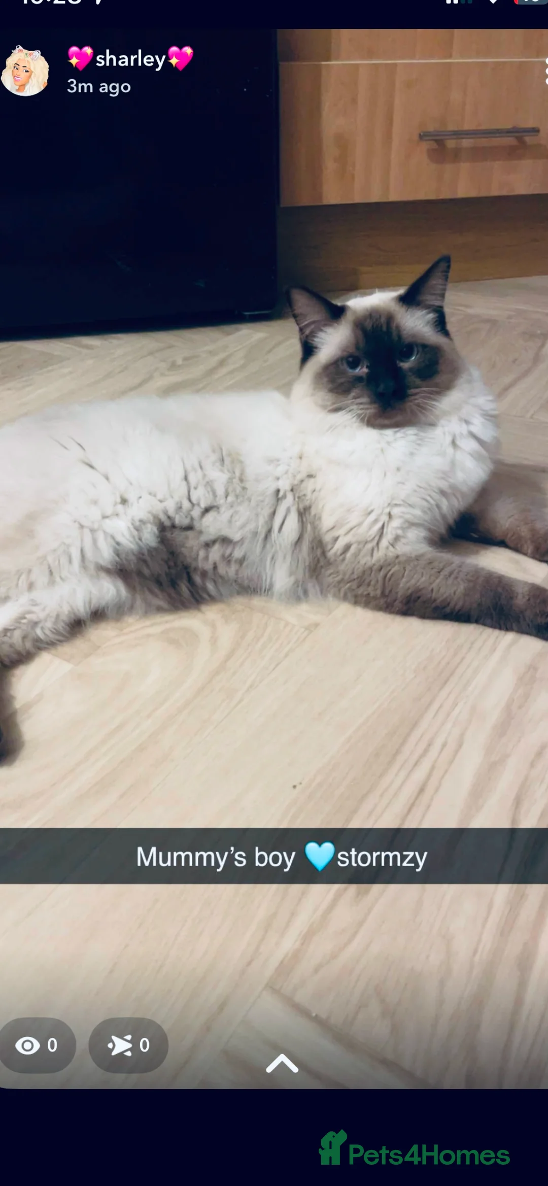 Ragdoll cats for stud: 🩵stormzy boy 🩵 - Advert 8