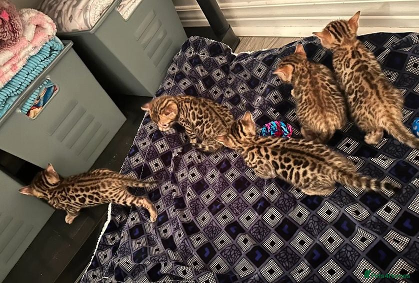 Bengal cats Classic Bengal Beauty & Loving Temperament - Advert 5