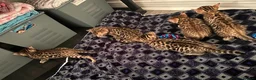 Bengal cats for sale: Classic Bengal Beauty & Loving Temperament in Glasgow - Advert 1