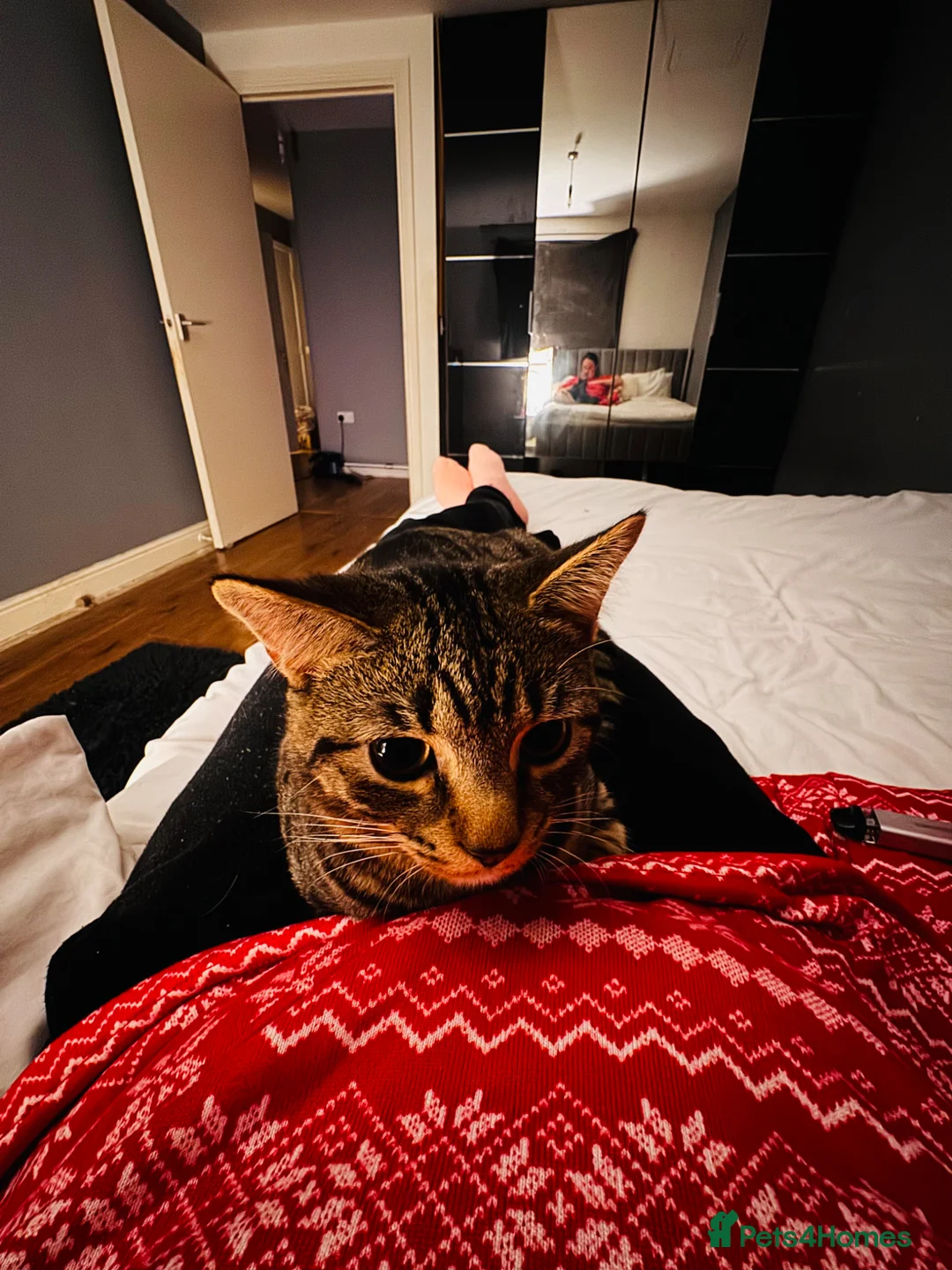 Mixed Breed cats for sale: Tabby cat  in Hatfield - Advert 4