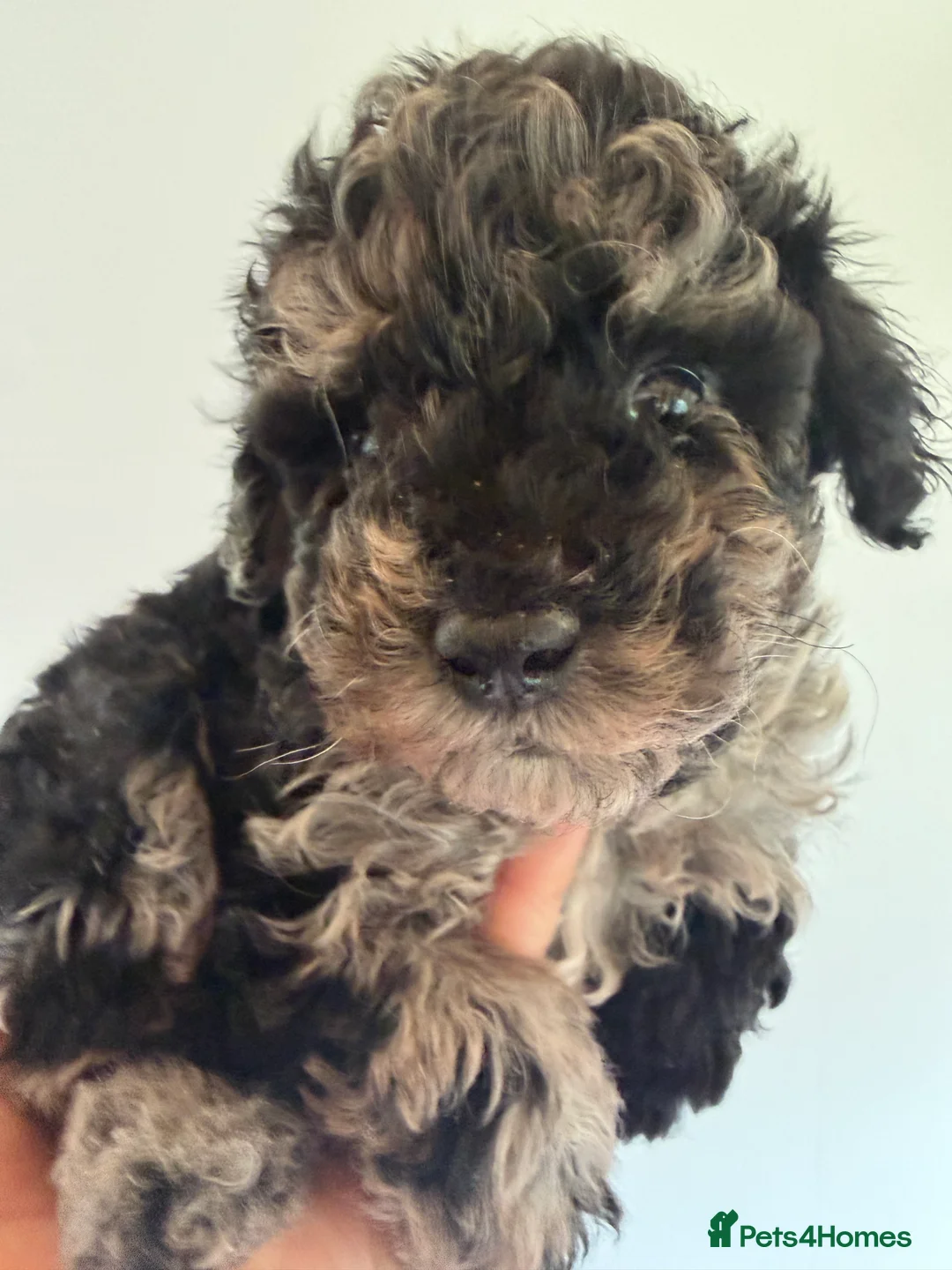 Mixed Breed dogs for sale: Poodle puppies - Advert 9