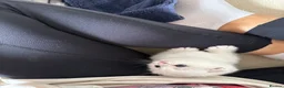Scottish Fold cats for sale: Beautiful British Shorthair . in Northampton - Advert 2