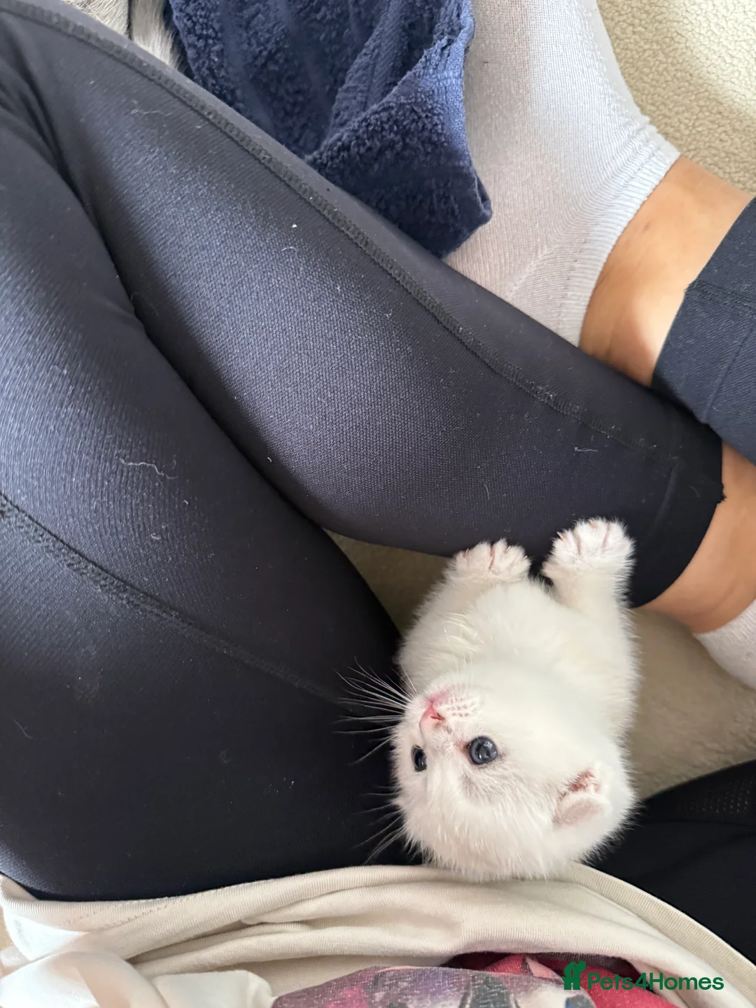 Scottish Fold cats for sale: Beautiful British Shorthair . in Northampton - Advert 2