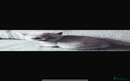 British Shorthair cats for sale: Beautiful, show quality lilac and blue BSH - Image 4
