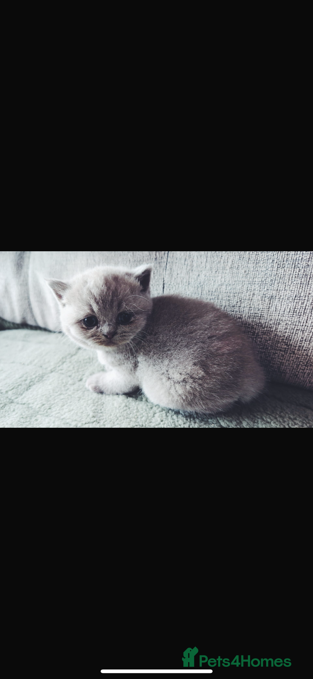British Shorthair cats for sale: Beautiful, show quality lilac and blue BSH - Image 4