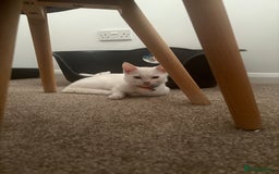 Mixed Breed cats for sale: Beautiful Baby Milo  - Advert 3