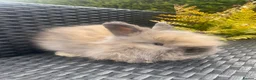Mini Lop rabbits for sale: Adorable mini lops £85 - Advert 14
